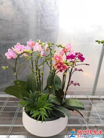 三里河打折促銷 艷麗花卉、精品苗木與數碼產品齊優惠